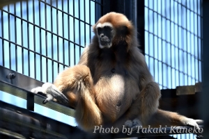 出産2日前のラーチャ