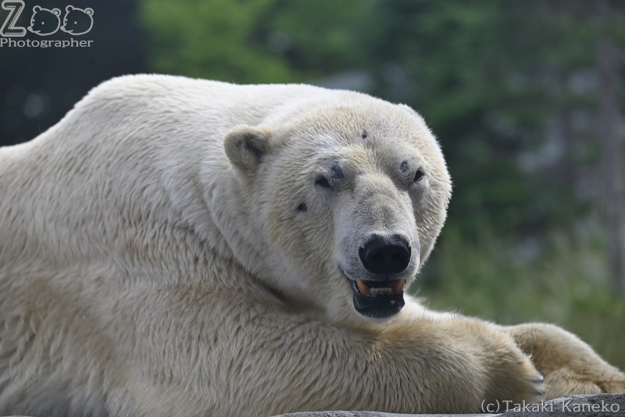 ホッキョクグマのホクト、豪邸生活は満喫出来たかな？｜ホッキョクグマ