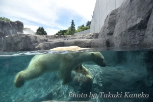 中2階側プールをゆったり泳ぐホクト