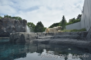 プールのふちで休むホクト